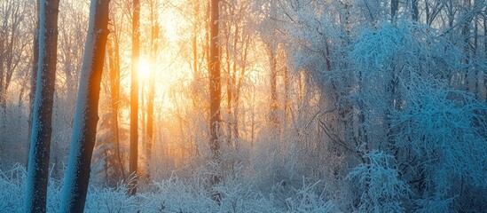 Naklejka premium Frost On The Trees In The Forest Cold Winter Day At Sunset Frost And Snow On The Branches Winter Nature Panorama Of The Winter Forest The Winter Landscape Snow Fairy Forest