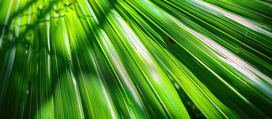 Obraz premium Close Up Of A Beautiful Perfect Palm Leaf