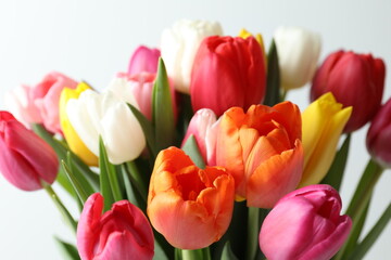 Beautiful tulips on white background