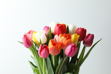 Beautiful tulips on white background