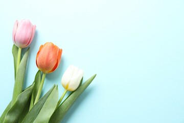 Beautiful tulips on colored background