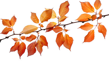 Naklejka premium autumn, leaf, maple, fall, isolated, nature, leaves, yellow, season, white, tree, orange, red, plant, color, foliage, brown, object, seasonal, october,