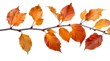 Naklejka premium forest, flora, branch, maple, october, birch, green, isolated, brown, closeup, object, red
