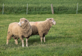 Flock of woolly sheep grazing in a lush green pasture, surrounded by trees and rural landscape in countryside, Australia