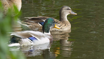 Obraz premium ducks swimming on the lake, mallard ducks in the pond, male mallard and female duck