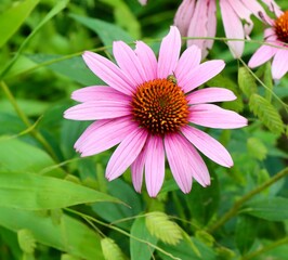 A close view of the pink coneflower in the garden.