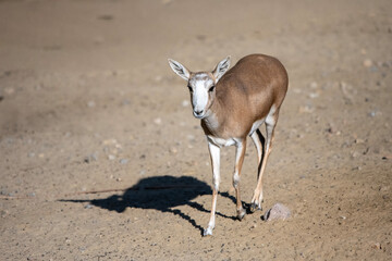 gazelle