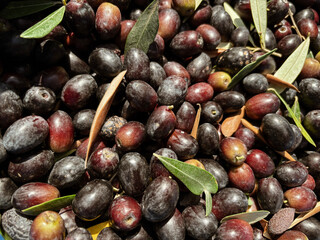 hands working during the olive harvest