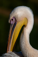 portrait of a pelican