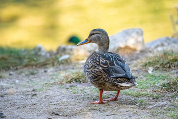 duck on the water