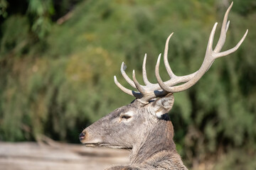 deer in the woods