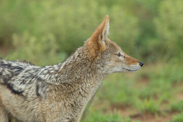 Black backed jackal in the bush