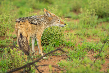 Black backed jackal in the bush