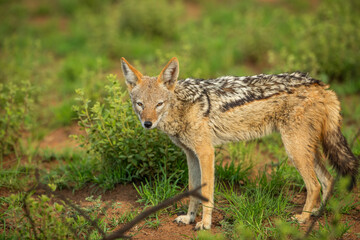 Black backed jackal in the bush