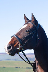 Obraz premium Close up head shot of beautiful by horse with ears forward and alert face as she waits to be ridden in the English countryside.