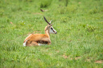Springbuck sitting in the African savannah