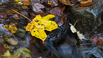 A forest stream in autumn, surrounded by vibrant, colorful leaves.