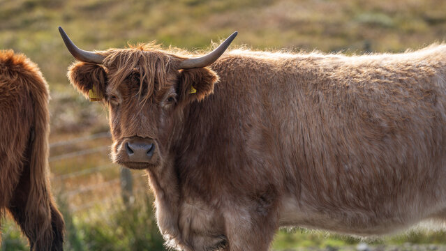 Nahaufnahme eines schottischen Hochlandrinds (Bos primigenius f. taurus), das zottelige, haarige Tier ist braun gef&auml;rbt und sieht in die Kamera