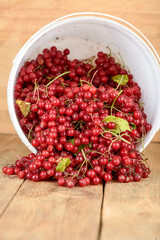 Freshly picked viburnum berries are poured from a bucket onto a wooden surface.