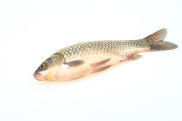 A crucian carp isolated on a white background