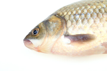 A crucian carp isolated on a white background