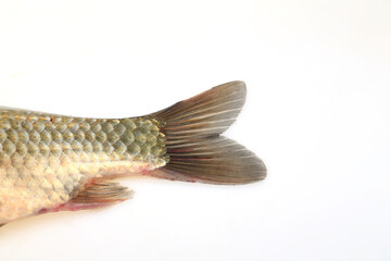 A crucian carp isolated on a white background