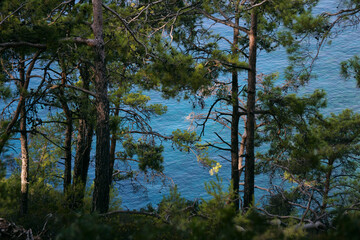 green coniferous trees in the forest by the sea with blue water
