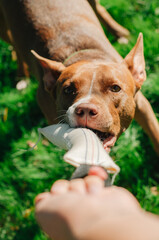 Playful dog enjoying a tug-of-war game in a lush green park on a sunny day
