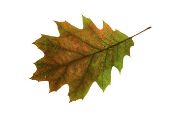 autumn maple leaf
