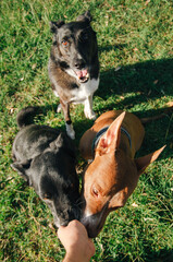 Three playful dogs interacting in a sunny green park while receiving treats from a hand on a bright afternoon