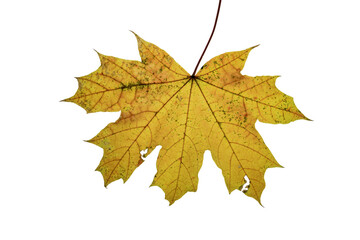 autumn maple leaf