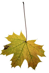 autumn maple leaf