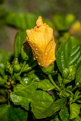 Yellow Hibiscus with water droplets