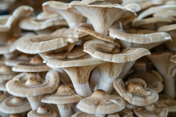 Many eryngii mushrooms growing close to each other, forming an interesting pattern
