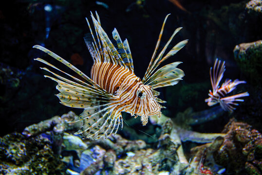Lion Fish on the prowl