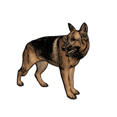 German Shepard dog vector animal ilustration isolated template 