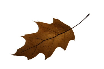 autumn maple leaf