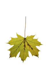 autumn maple leaf