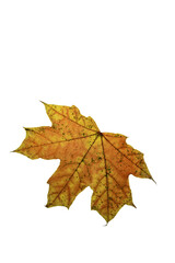 autumn maple leaf