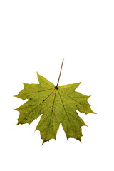 autumn maple leaf