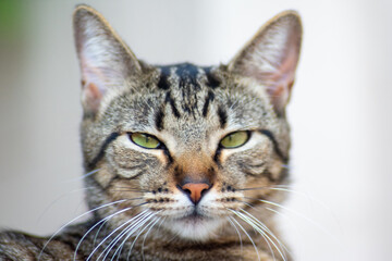 Look like a cat