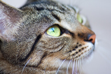 Look like a cat