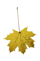 autumn maple leaf