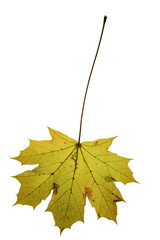 autumn maple leaf