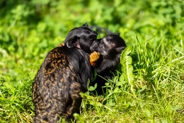Gardinen Affe Pair of  golden-handed tamarin, Saguinus midas on the meadow  © veroja