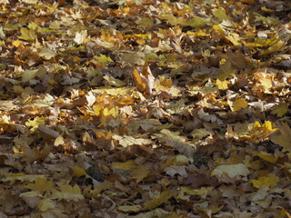 Autumn Carpet of Dry Leaves in Various Shades of Brown and Yellow Under Sunlight