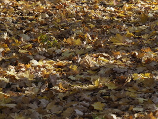 Autumn Carpet of Dry Leaves Covering the Ground in Warm Sunlight