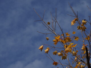 Last Autumn Leaves on Tree Branches Against Clear Blue Sky with Sunlight Filtering Through