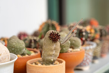 Rare Pseudolithos Succulent in a Terracotta Pot - Close-Up of a Unique Desert Plant with Detailed Texture