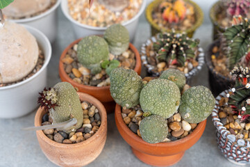 Rare Pseudolithos Succulent in a Terracotta Pot - Close-Up of a Unique Desert Plant with Detailed Texture